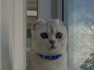 Scottish Fold cats Beautiful Scottish Fold Kittens - Advert 2