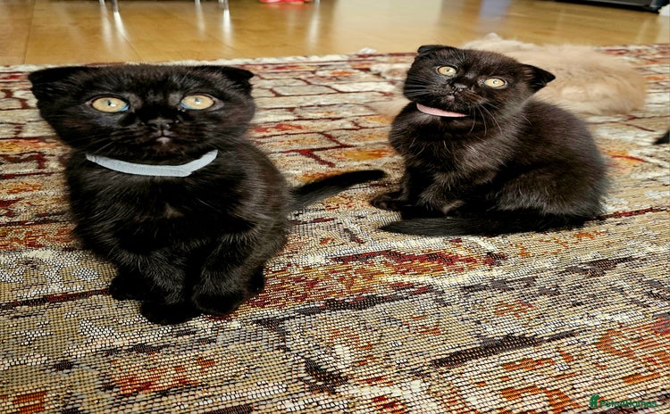 Mixed Breed cats - Advert 4
