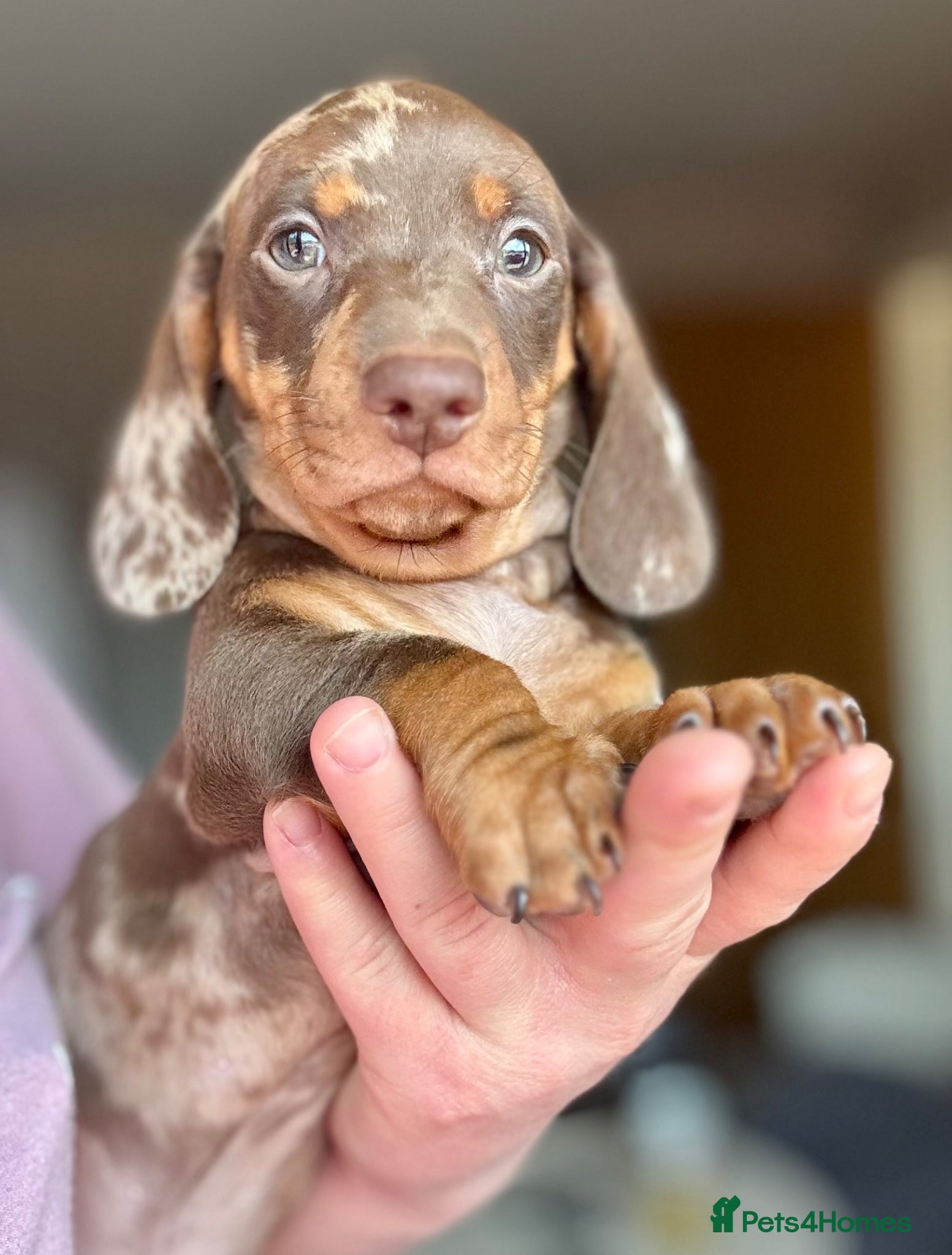 Miniature Dachshund dogs Splendid mini dachshunds  - Advert 1