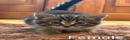 Mixed Breed cats for sale: Kittens  - Advert 3
