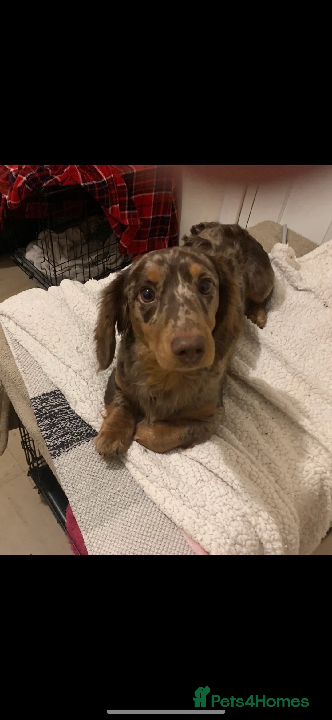 Dachshund dogs for stud: PROVEN STUD K.C reg long hair dapple dachshund  - Advert 1
