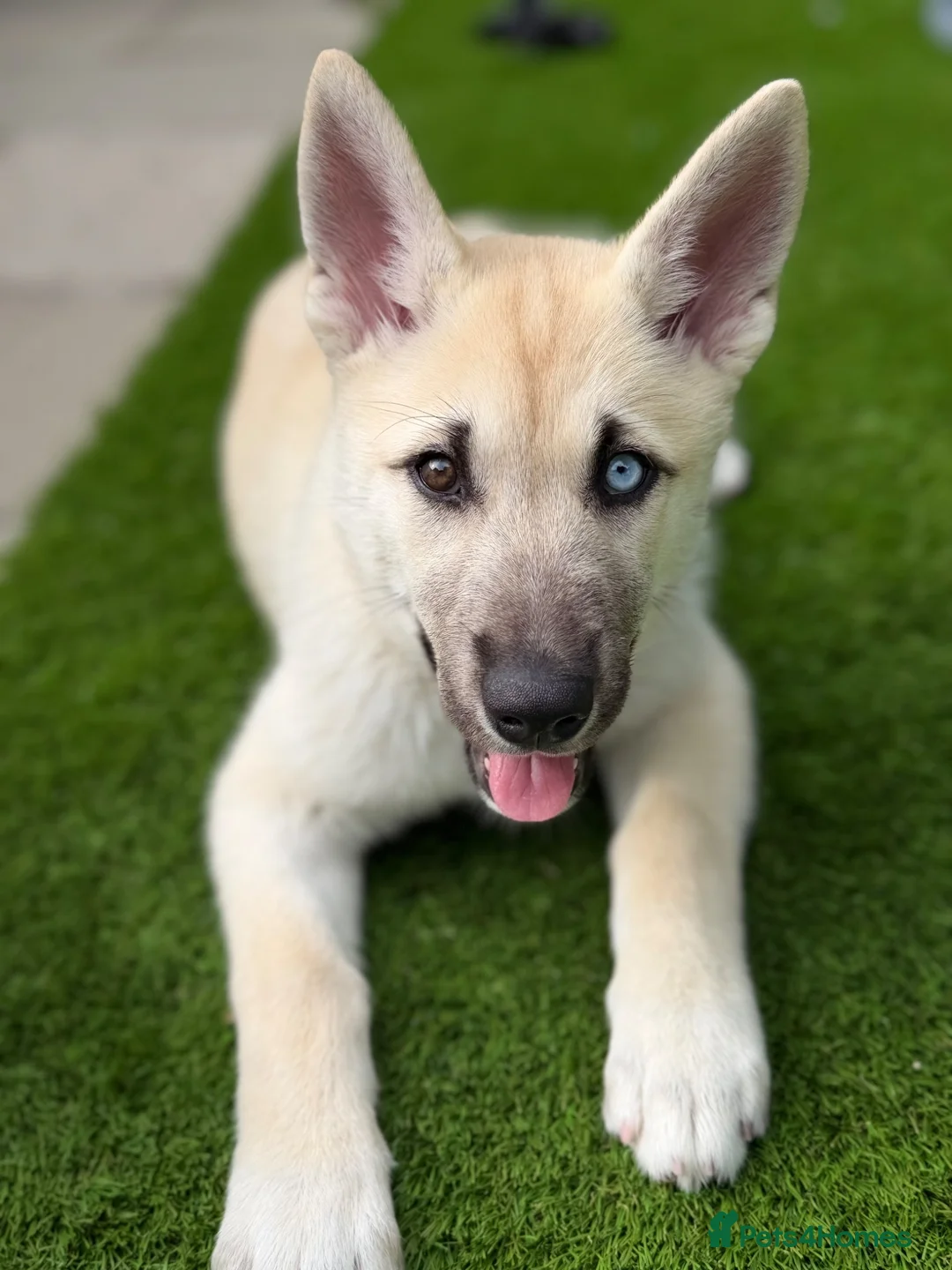 Huskita dogs for sale: Luna husky  - Advert 1