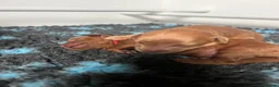 Mini Goldendoodle dogs for sale: F1b Mini Goldendoodle Puppies  - Advert 9