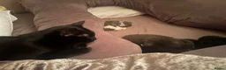 Ragdoll cats for sale: **Ready to go** 4 beautiful Ragdoll X kittens - Advert 23