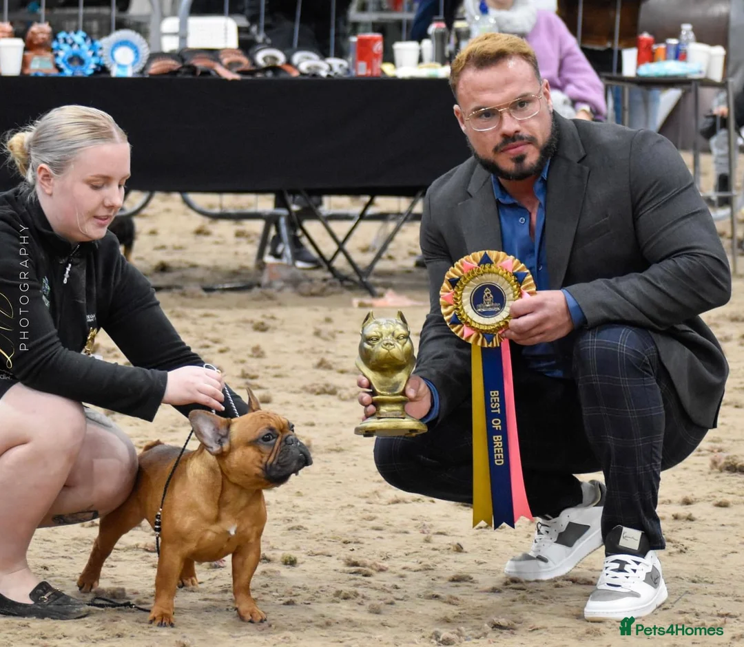 French Bulldog dogs for stud: 💥3x Ch Rocky of Empire OB UK💥FBCE Silver Tested in Doncaster - Advert 19