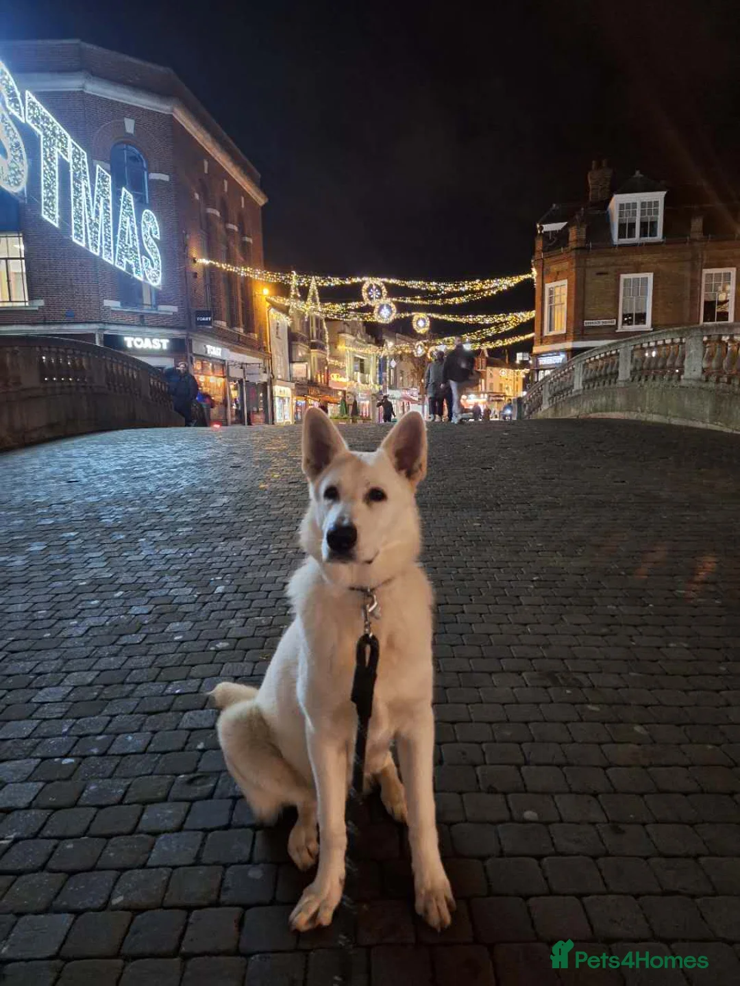 German Shepherd dogs for sale: German Shepherd puppy for sale - Advert 3