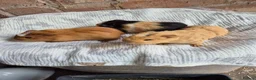 Guinea Pig rodents for sale: Crested Baby Girl Guinea Pigs - Advert 2