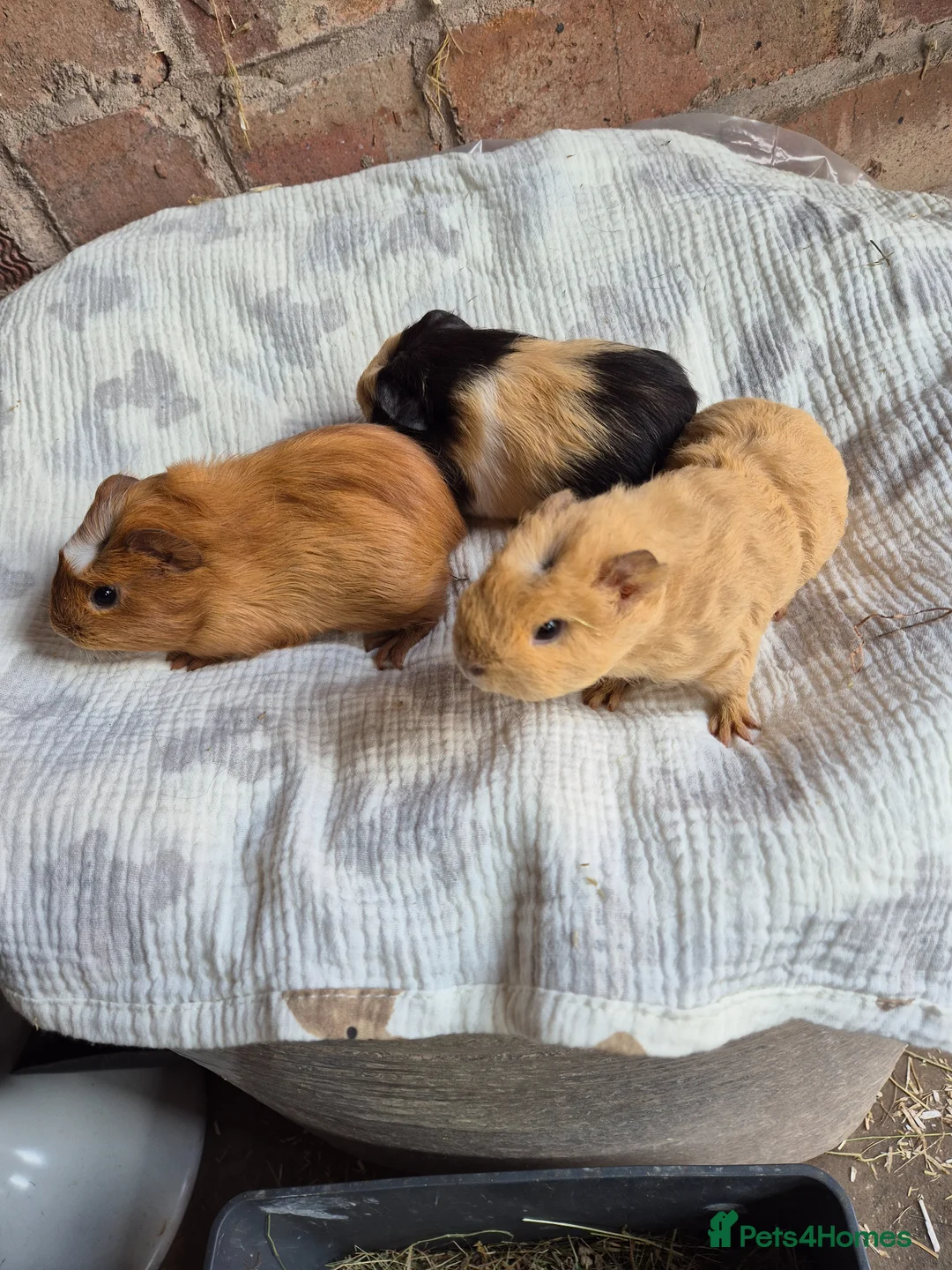 Guinea Pig rodents for sale: Crested Baby Girl Guinea Pigs - Advert 2