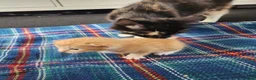 Mixed Breed cats for sale: 2 boy kittens - Advert 3