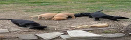 Labrador Retriever dogs for sale: 3 Labrador puppies for sale from Drakeshead lines  - Advert 6