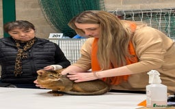 Abyssinian cats for stud: Stud Abyssinian TICA Registered in Corby - Image 13