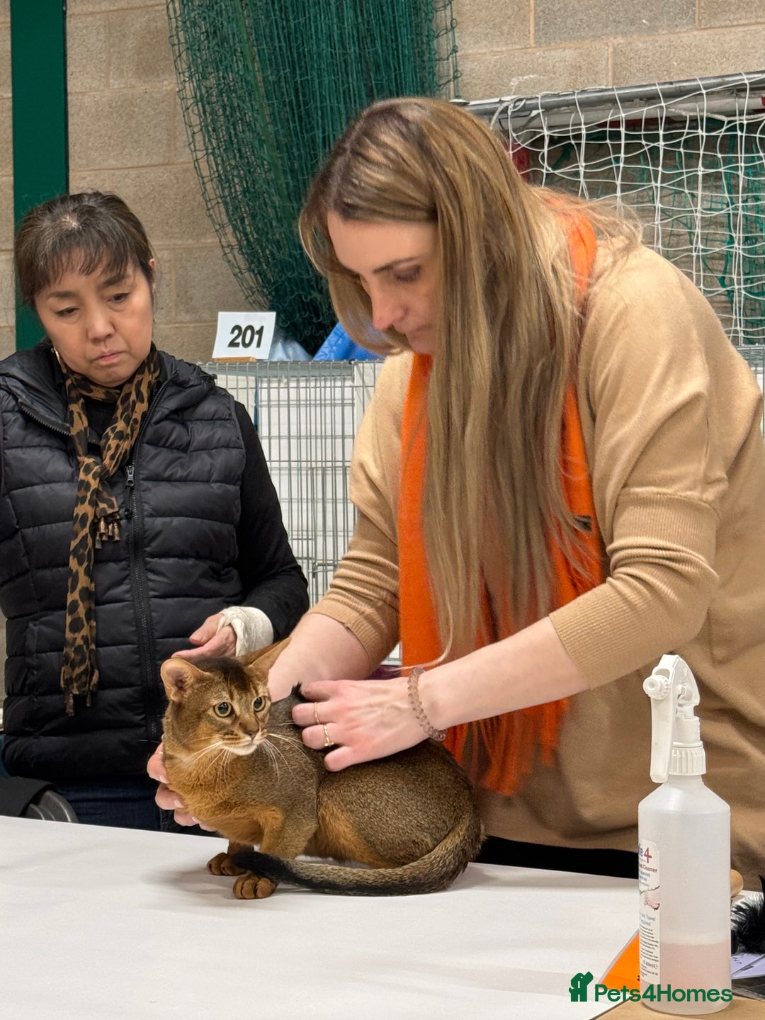 Abyssinian cats for stud: Stud Abyssinian TICA Registered in Corby - Image 13