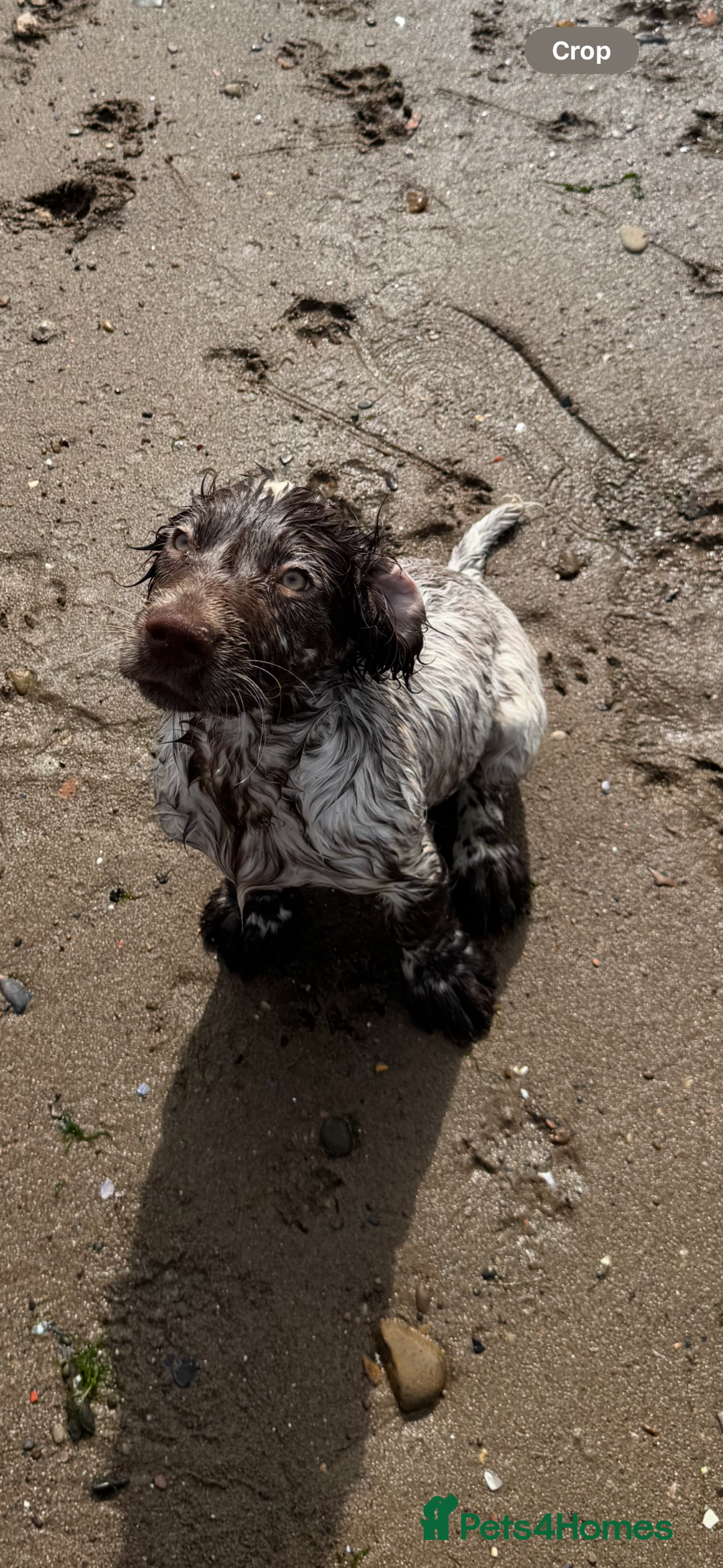 Cocker Spaniel dogs for sale: Cocker spaniel boy - Image 3