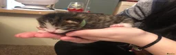 Mixed Breed cats for sale: 4 male cats (all have been named) - Advert 7
