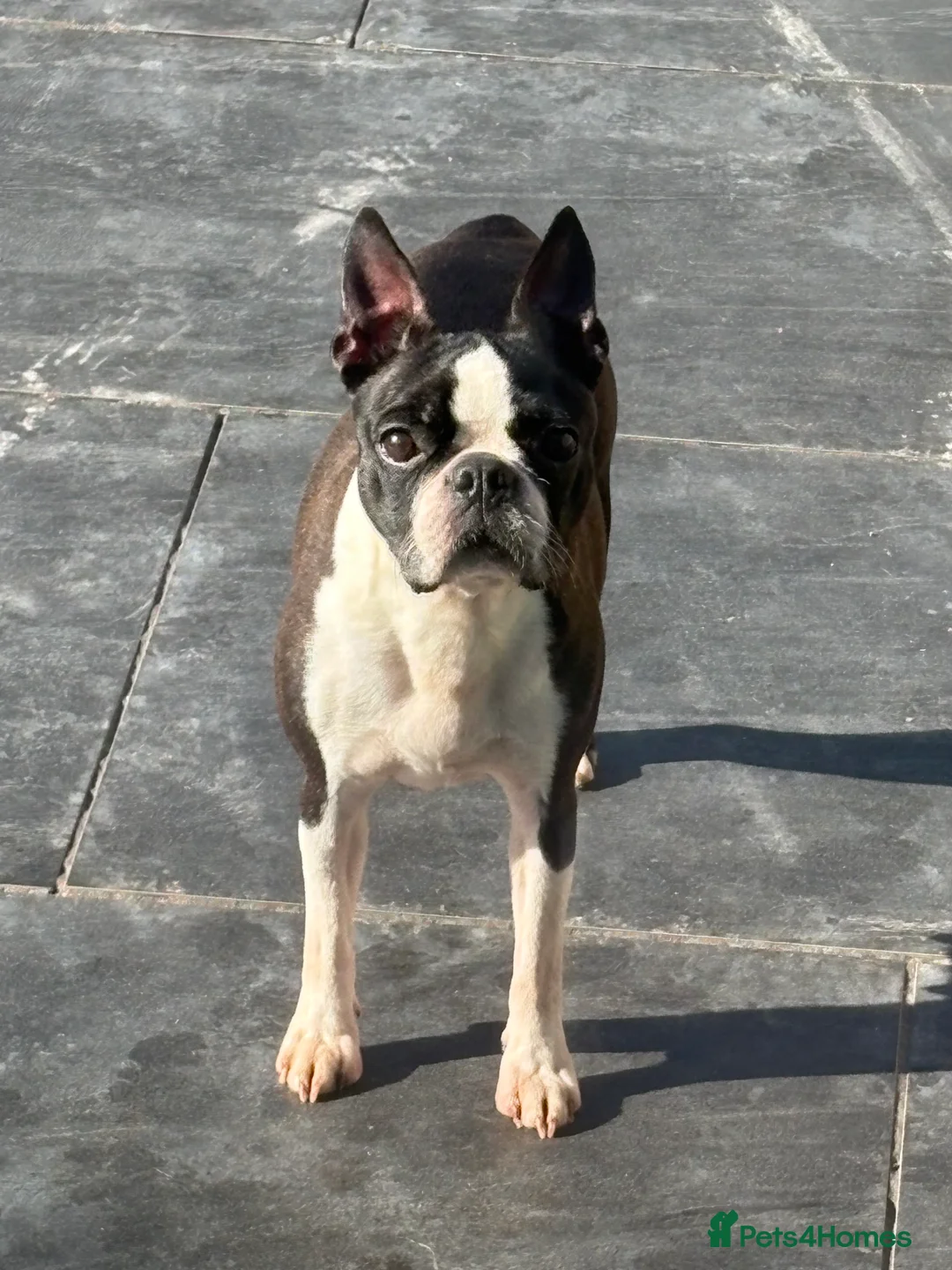 Boston Terrier dogs for sale: Beautiful Boston terrier  - Advert 1