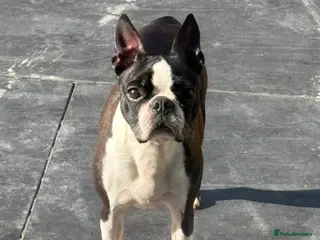 Boston Terrier dogs Beautiful Boston terrier - Advert 1