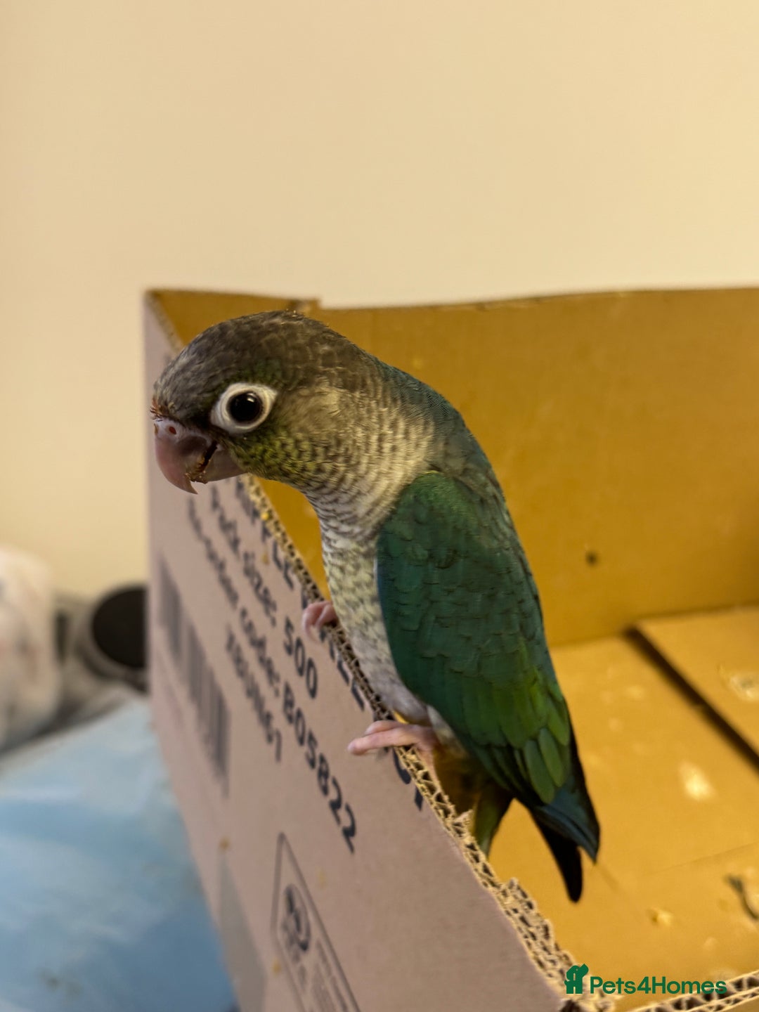 Lorikeets birds for sale: Hand fed baby conures for sale rare breed - Image 8