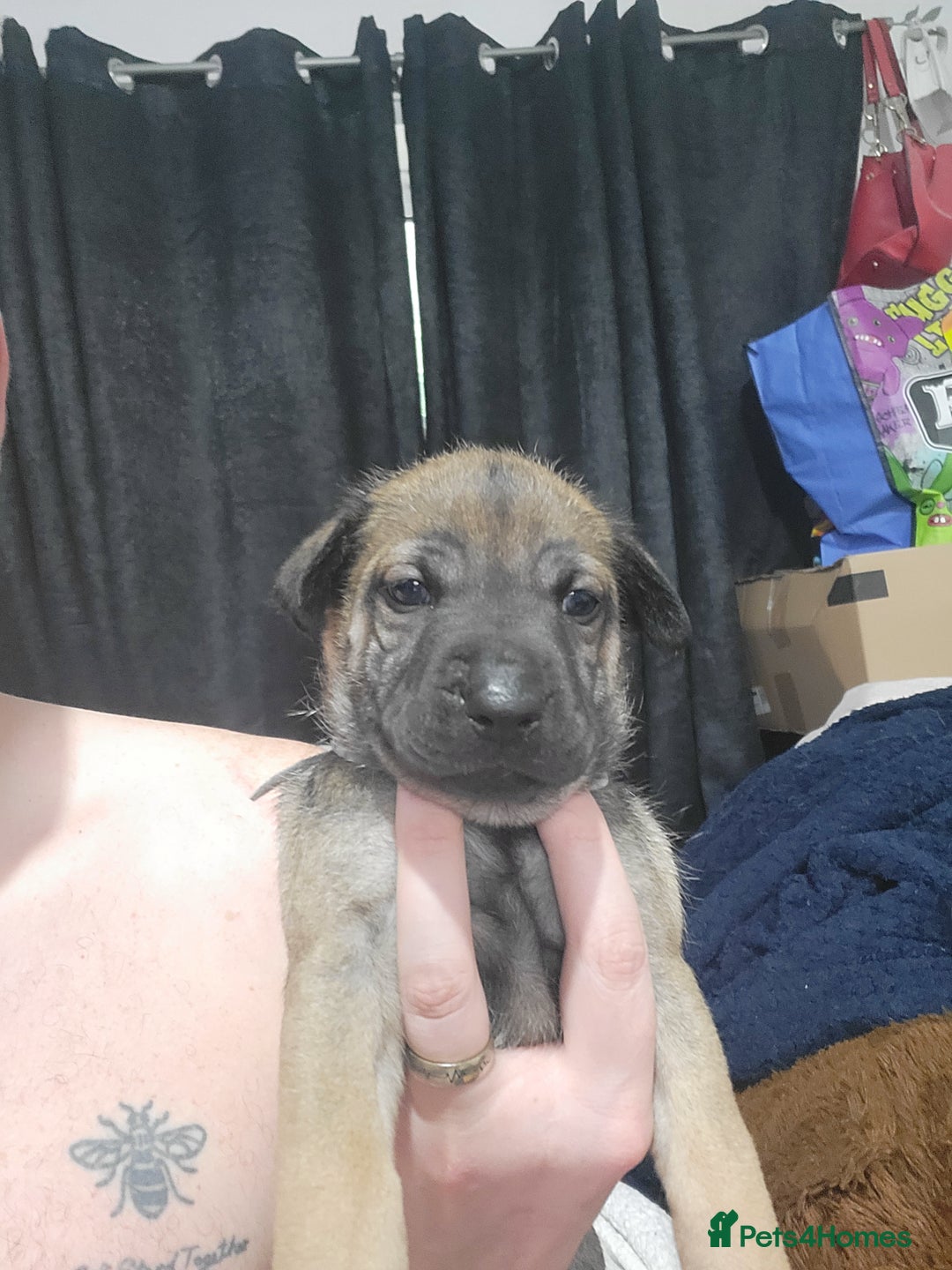 Mixed Breed dogs for sale: Belgian Malinois X Shar-pei puppies  - Image 21