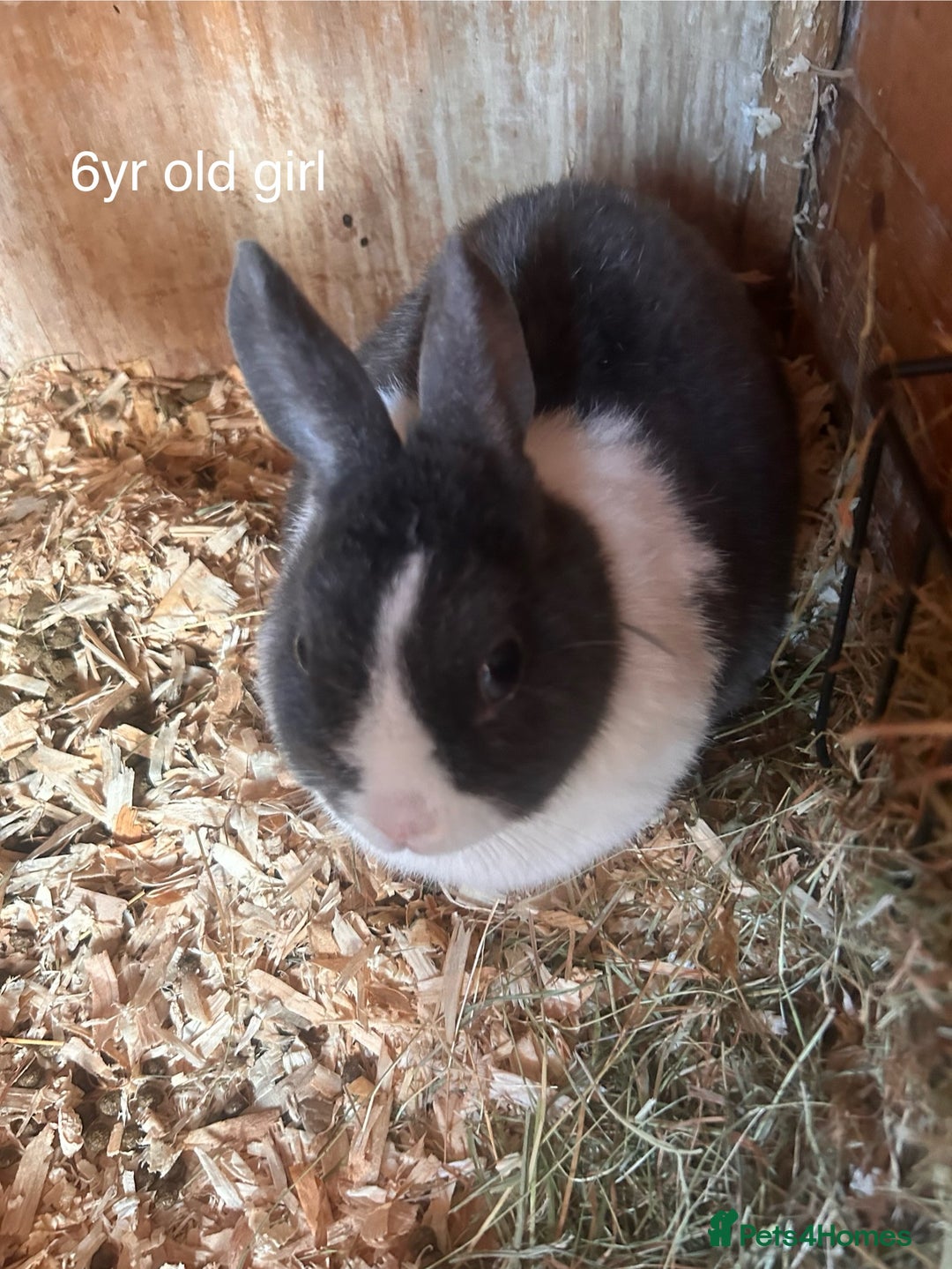 Netherland Dwarf rabbits for sale: Netherland dwarfs bunny’s for sale - Image 2