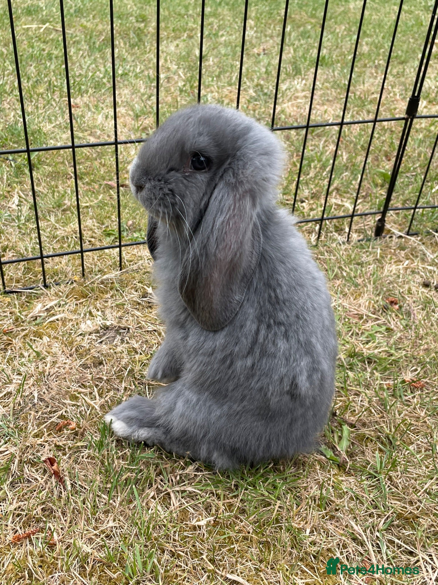 French Lop rabbits Beautiful French Lop Babies - Advert 1