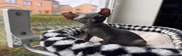 Sphynx cats for sale: Gorgeous Elf ear Sphynx boy - Advert 4