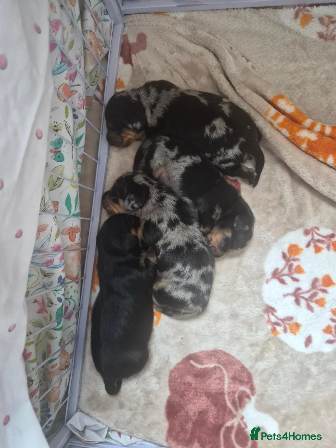 Miniature Dachshund dogs for sale: Miniture dachshund 3 dapple boys 1 black/tan girl - Advert 3