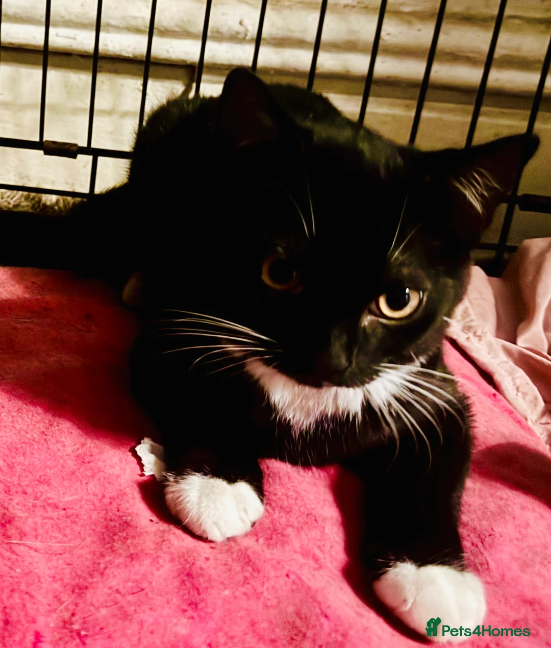 Mixed Breed cats for sale: Elmo and Pixie  in Sutton Coldfield - Advert 3