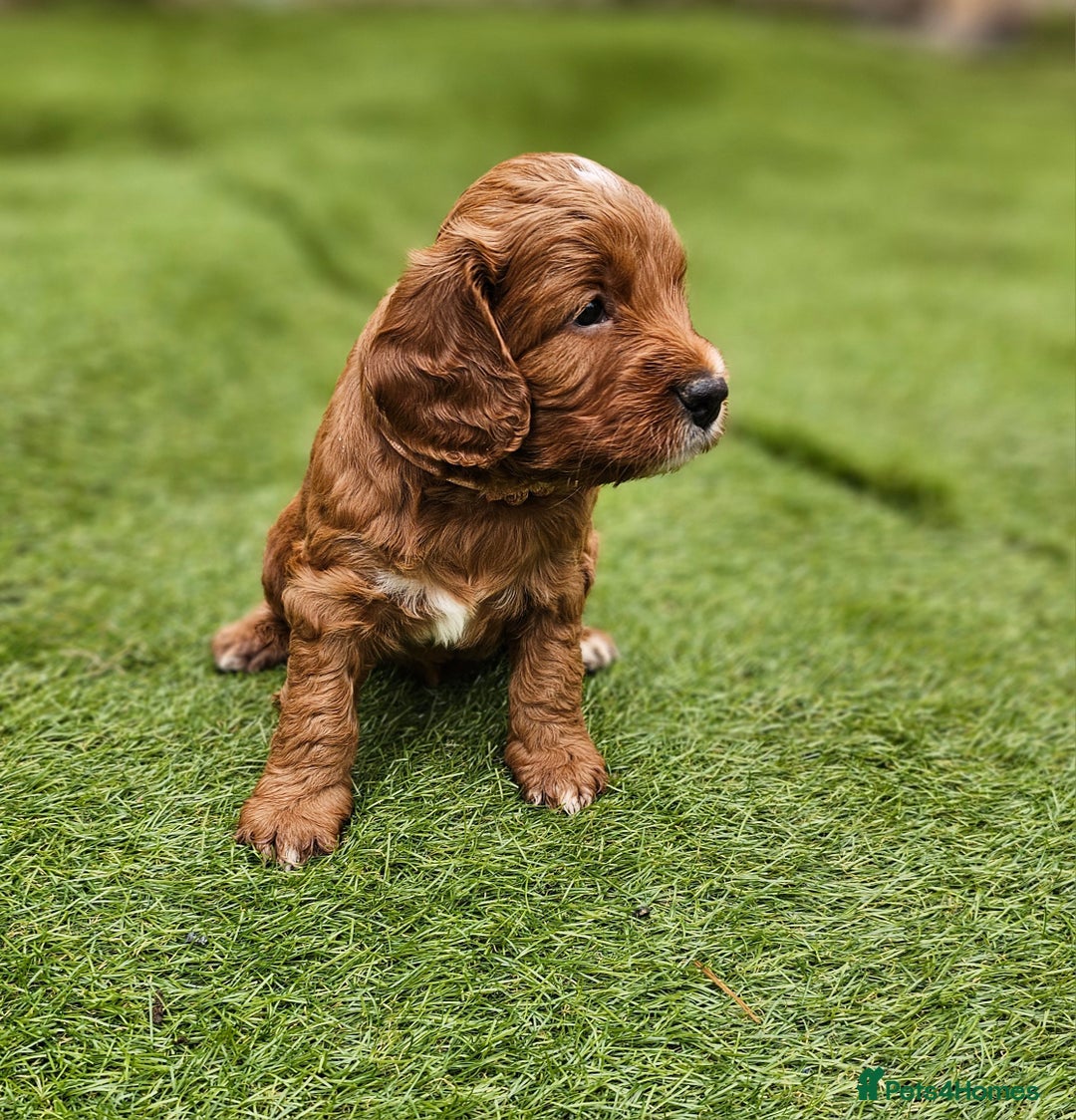 Cockapoo dogs for sale: Beautiful Chunky f2 Cockapoo Puppies  - Image 21