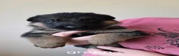 German Shepherd dogs for sale: KC Registered German Shepherd Pups in Bolton - Advert 2