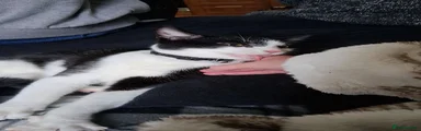 Domestic Shorthair 1