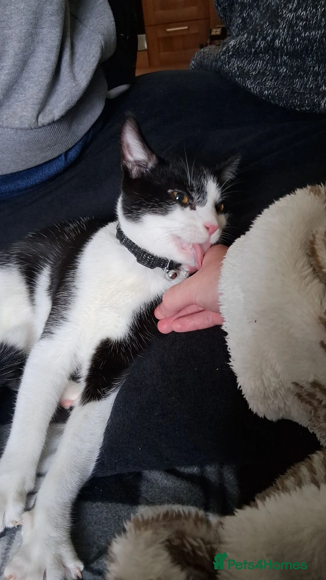 Domestic Shorthair cats for sale: Tuxedo male female in Shrewsbury - Advert 2