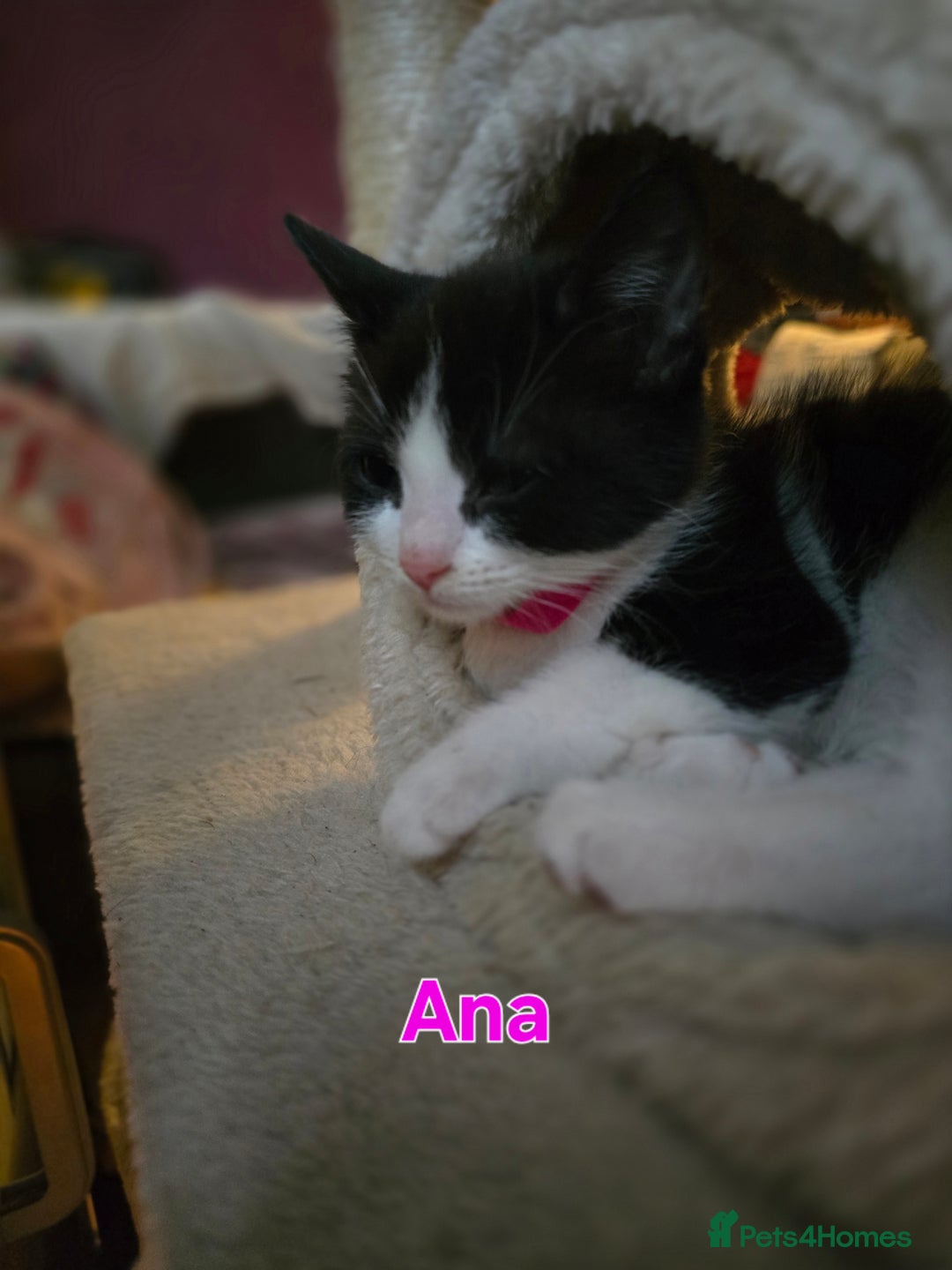 Mixed Breed cats for sale: Adorable black and white kittens - Image 17