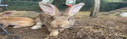Continental Giant rabbits for sale: 🐰 GORGEOUS 14-MONTH-OLD CONTINENTAL GIANT BUCK - Advert 6
