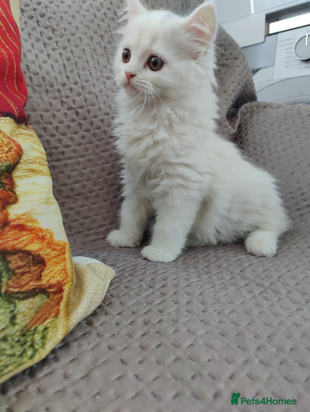 Mixed Breed cats for sale: Persian Mix kittens  - Advert 26