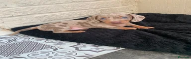 Miniature Dachshund 2