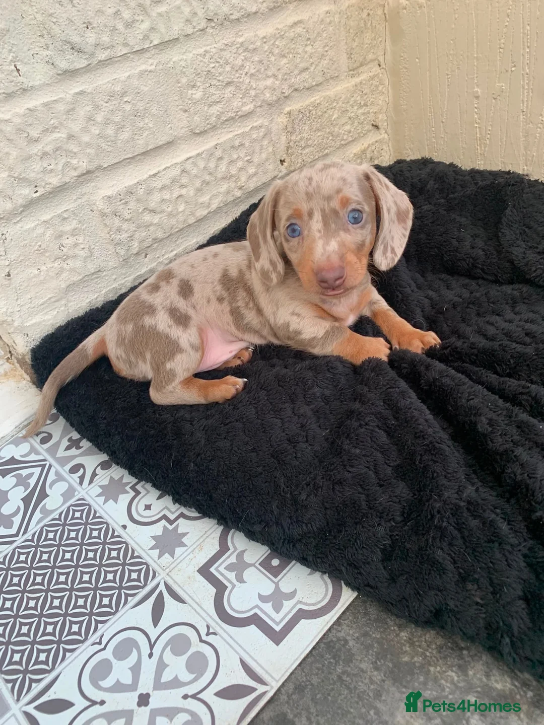 Miniature Dachshund dogs for sale: Beautiful Male KC Registered Miniature Dachshund - Advert 10