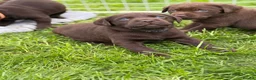 Labrador Retriever dogs for sale: ⭐️Chocolate and Silver Labrador puppies⭐️ - Advert 12