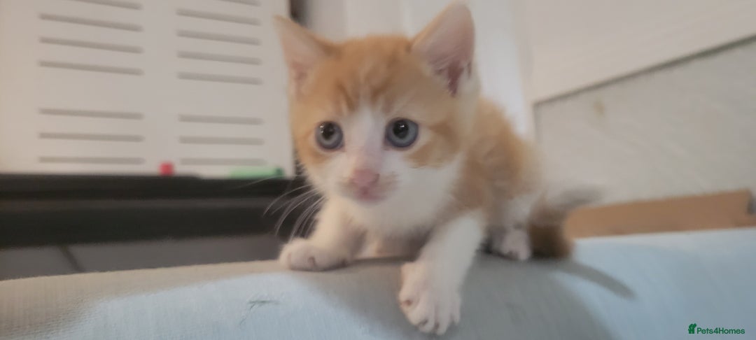 Mixed Breed cats for sale: Little kitten ready 10th August read listing  - Image 1