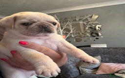Pug dogs for sale: Beautiful Pug Puppies Male 10weeks old - Image 18