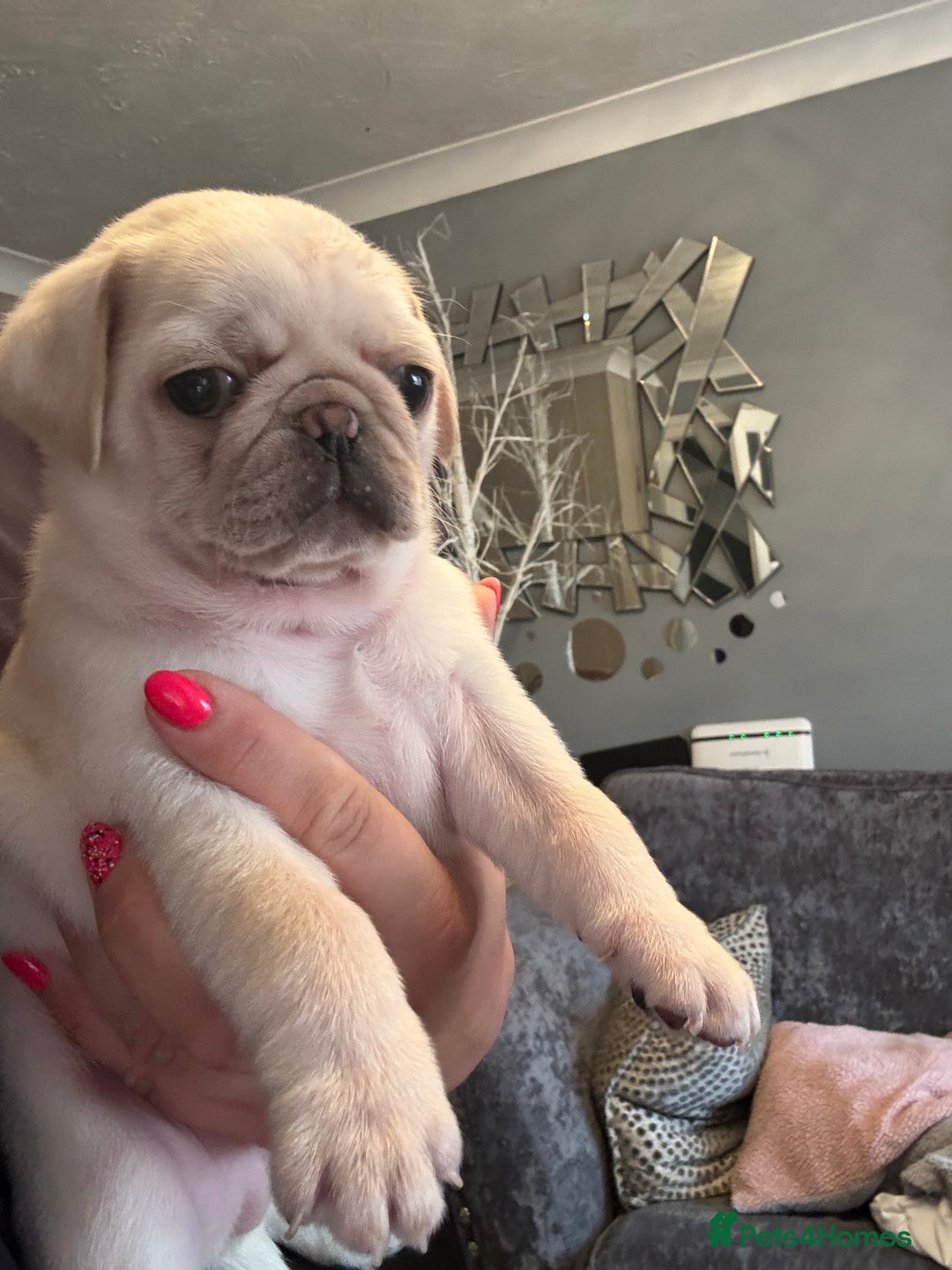 Pug dogs for sale: Beautiful Pug Puppies Male 10weeks old - Image 18