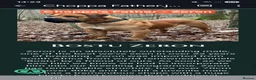 Boerboel dogs for sale: Boreboel (Bella) gave birth, 3 girls left - Advert 13