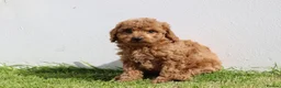 Cockapoo dogs for sale: Beautiful Cockapoo puppies for sale  in Llanelli - Advert 31