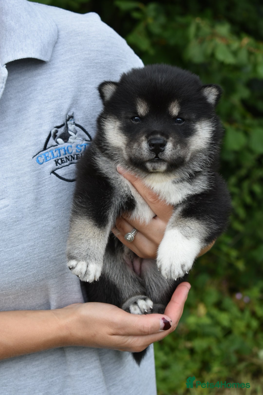 Siberian Husky dogs for sale: Beautiful Chowski puppies  - Image 4