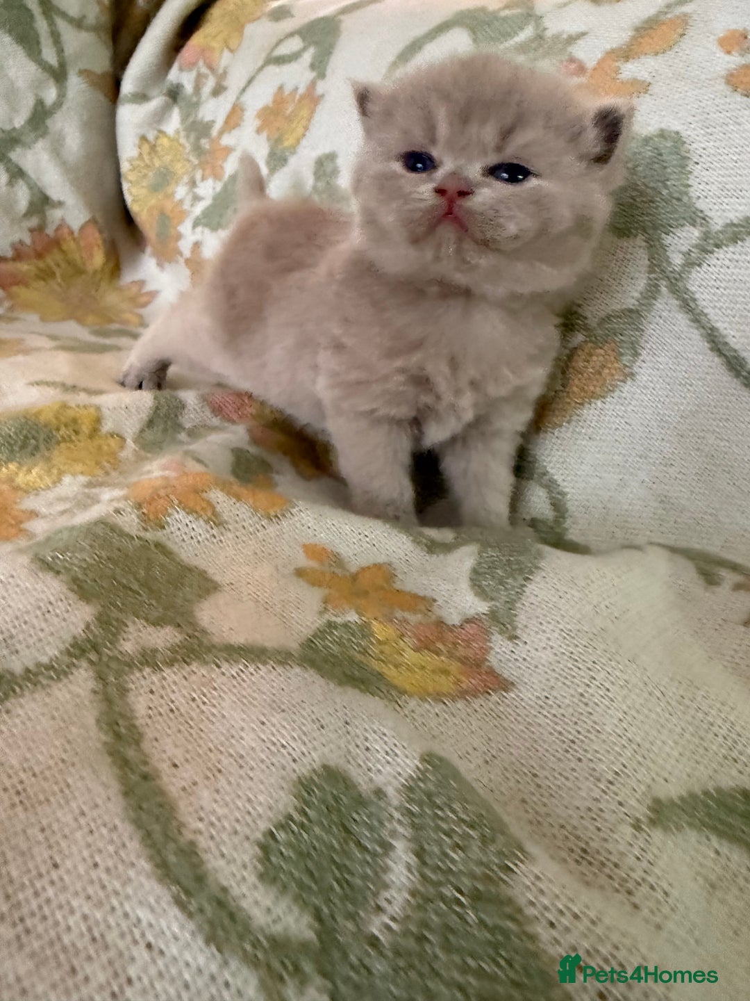 British Shorthair cats for sale: Beautiful GCCF and TICA reg British Shorthair  - Advert 8