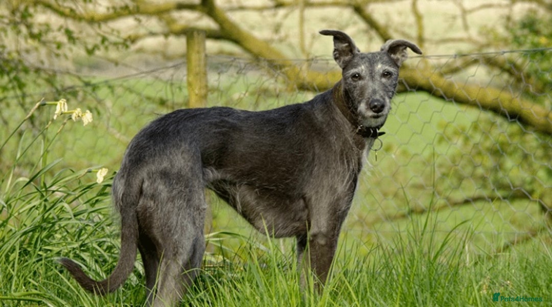 Lurcher dogs for sale: Lurcher pup - Image 8