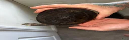 Turtle reptiles for sale: 2x Orange belly side neck with full setup - Advert 3