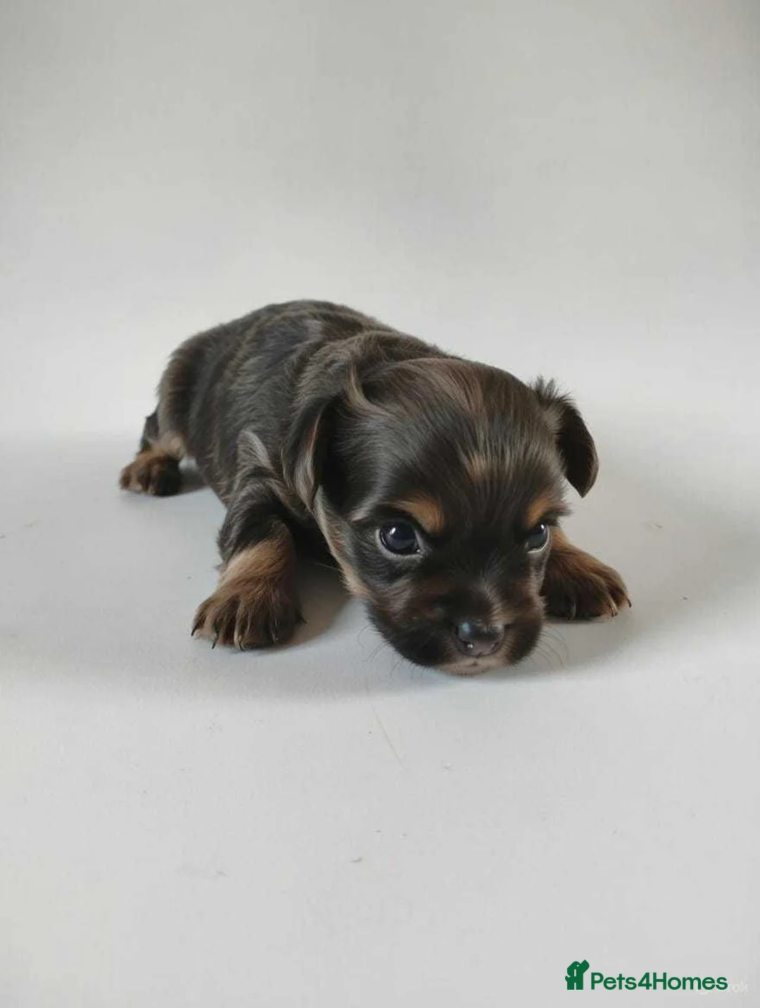 Mixed Breed dogs for sale: JACKAPUGS PUPPIES FOR SALE - Advert 3