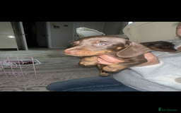 Dachshund dogs for sale: Smooth haired dachshunds for sale Tiverton devon - Image 5