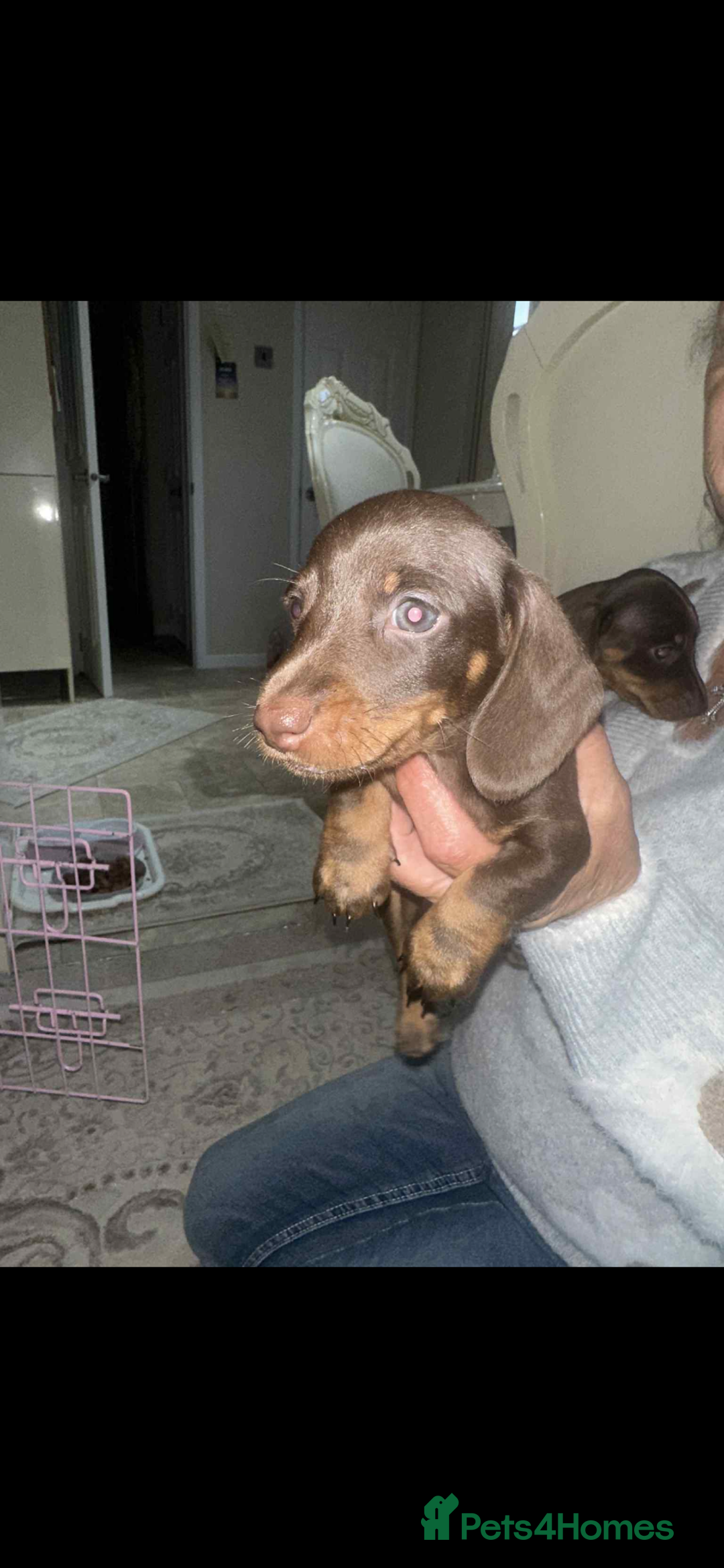 Dachshund dogs for sale: Smooth haired dachshunds for sale Tiverton devon - Image 5