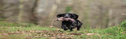 Cocker Spaniel dogs for stud: Blue Roan working cocker  - Advert 7